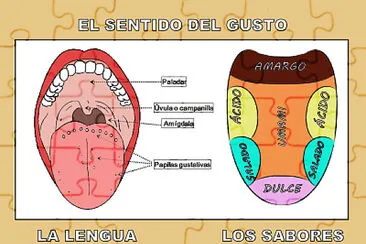 פאזל של sentio del gusto