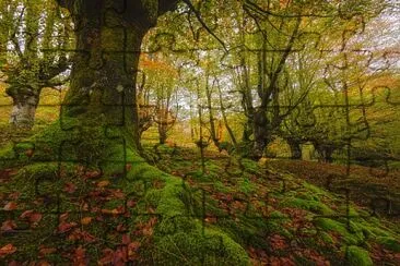 Floresta jigsaw puzzle