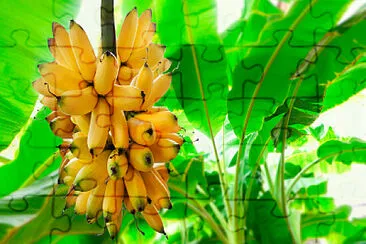 פאזל של Auge del Banano en Ecuador