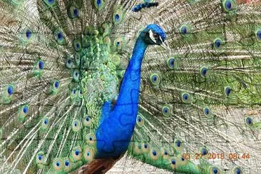 PAVO REAL