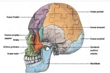 Partes de la cabeza