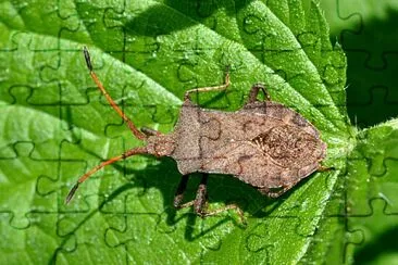 פאזל של Coreus marginatus