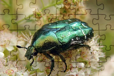 Cetonia aurata