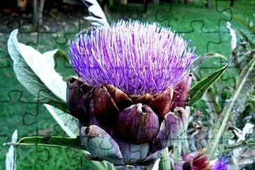 Artichoke jigsaw puzzle