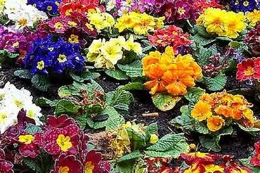 Primulas