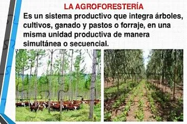 Agroforesteria jigsaw puzzle