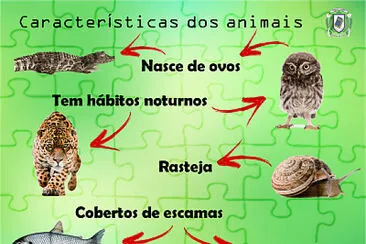 Animais 2º ano