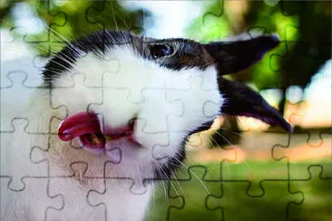 可愛動物 jigsaw puzzle