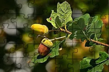 Foto jigsaw puzzle