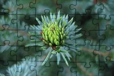 Foto jigsaw puzzle