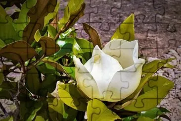 פאזל של magnolia