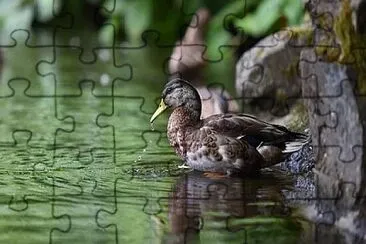 Foto jigsaw puzzle