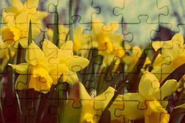 Foto jigsaw puzzle