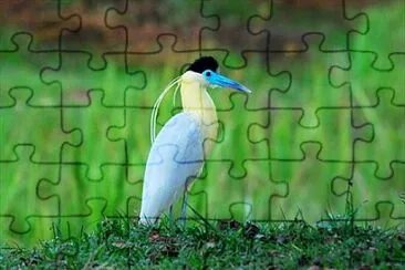 Foto jigsaw puzzle