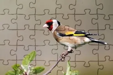 Foto jigsaw puzzle