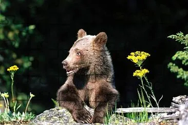 A Hard Life Grizzly Bear Cub