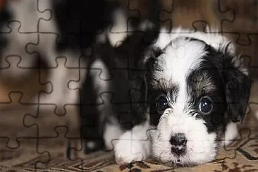 puppy jigsaw puzzle