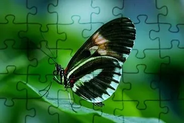 Foto jigsaw puzzle