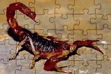 Foto jigsaw puzzle