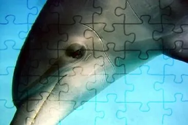 Foto jigsaw puzzle