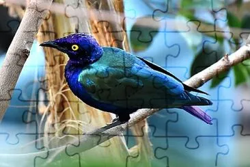 Foto jigsaw puzzle