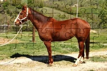 Foto jigsaw puzzle