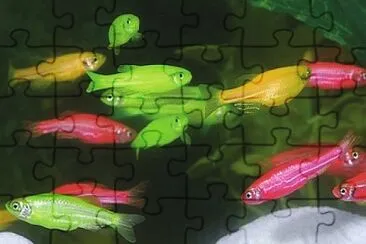 Foto jigsaw puzzle