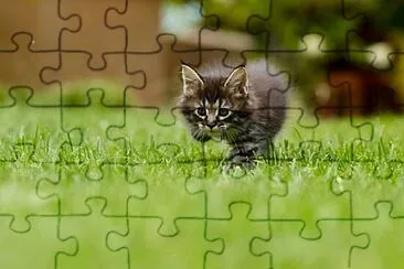 Foto jigsaw puzzle