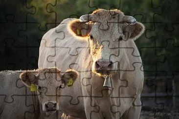 Foto jigsaw puzzle