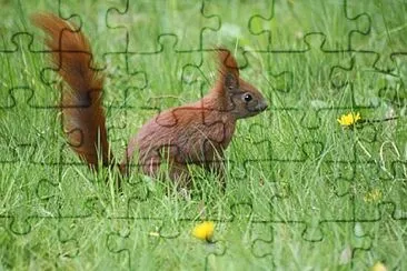 Foto jigsaw puzzle