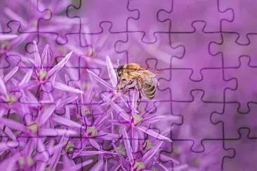 Foto jigsaw puzzle