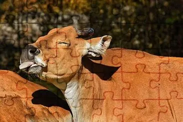 Foto jigsaw puzzle