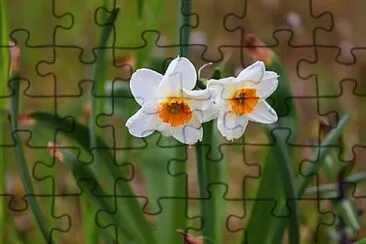 Foto jigsaw puzzle