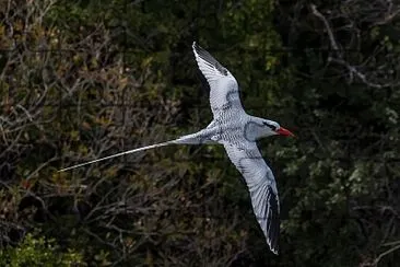 Red billed tropic