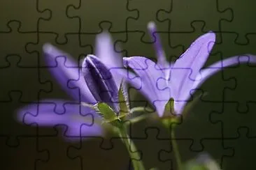 Foto jigsaw puzzle