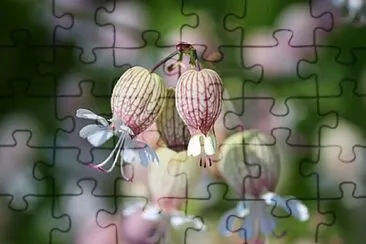 Foto jigsaw puzzle