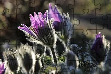 Foto jigsaw puzzle