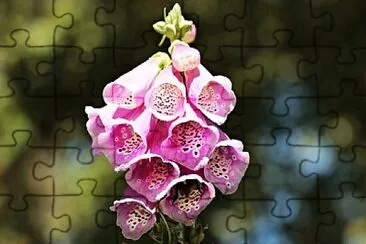 Foto jigsaw puzzle