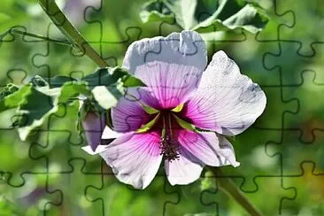 Foto jigsaw puzzle