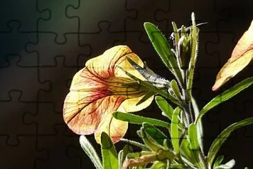 Foto jigsaw puzzle