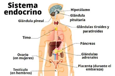 פאזל של sistema endocrino