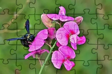 Foto jigsaw puzzle