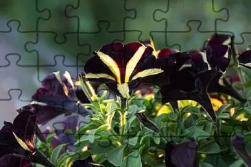 Foto jigsaw puzzle