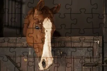 Foto jigsaw puzzle