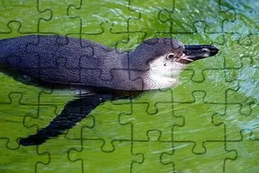 Foto jigsaw puzzle