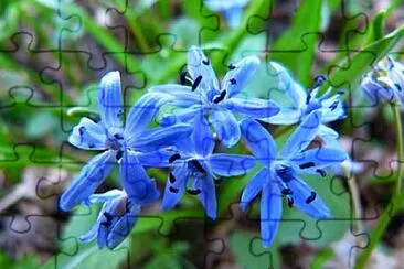 Foto jigsaw puzzle