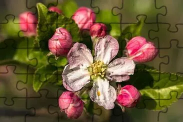 Foto jigsaw puzzle