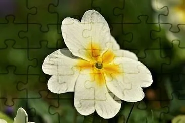 Foto jigsaw puzzle