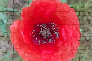 FLOWERS jigsaw puzzle