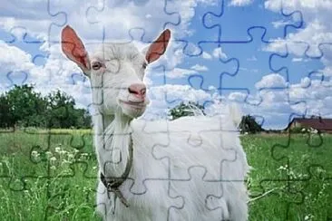 Foto jigsaw puzzle